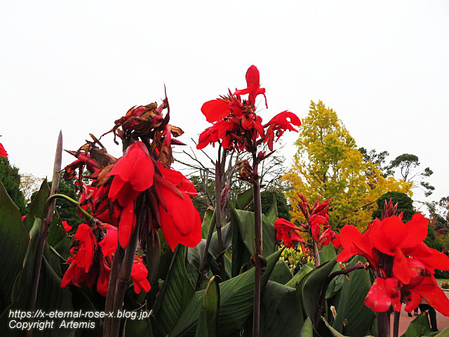 19.11.241 京都府立植物園  (143)