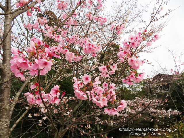 22.3.30.5 長岡公園  (29)
