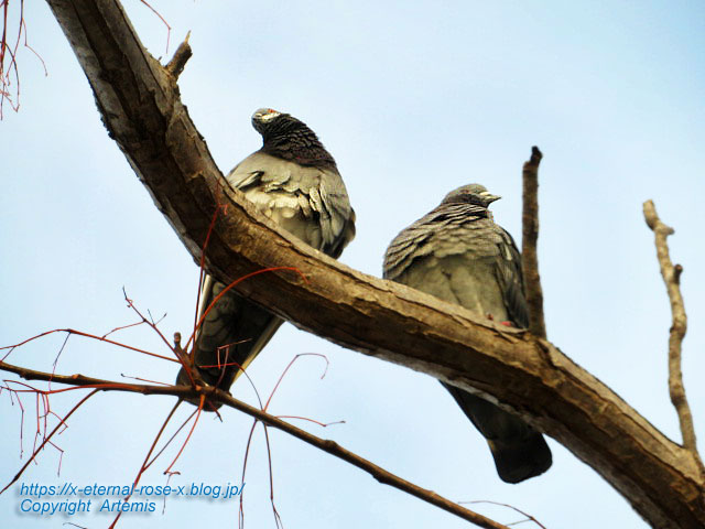 22.3.30.7 八条ケ池 長岡天満宮  (25)