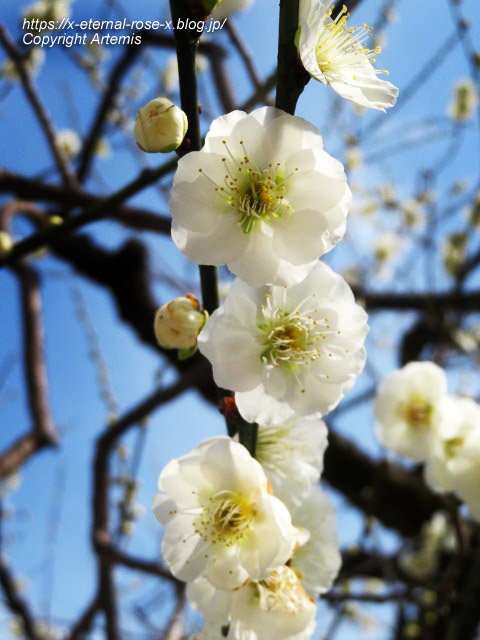 23.3.4.30 北野天満宮  (1)