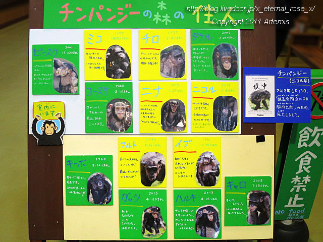 18.11.22.12 旭山動物園  (11)