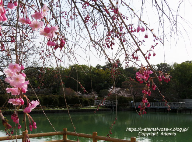 22.3.30.3 長岡天満宮 八条ケ池 (27)