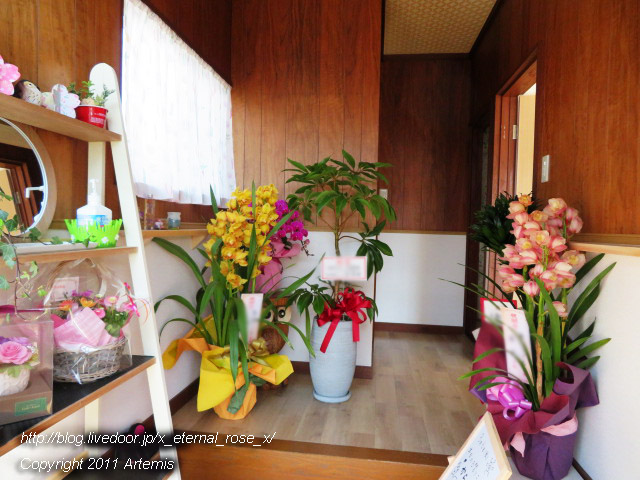 20.3.6 梟のこども  (30)