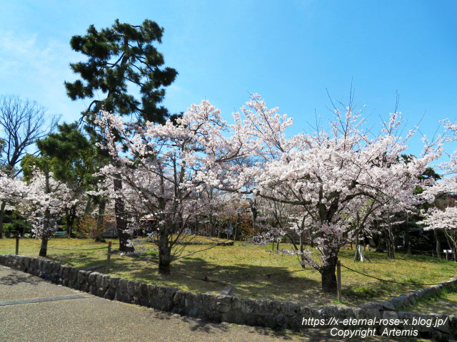 22.4.1.3 円山公園  (55)