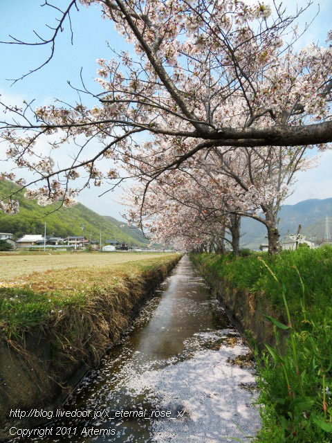20.4.8.3 瀬戸町大内 桜  (13)