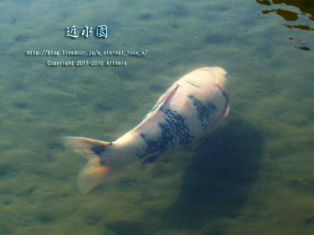 0 近水園  (20)