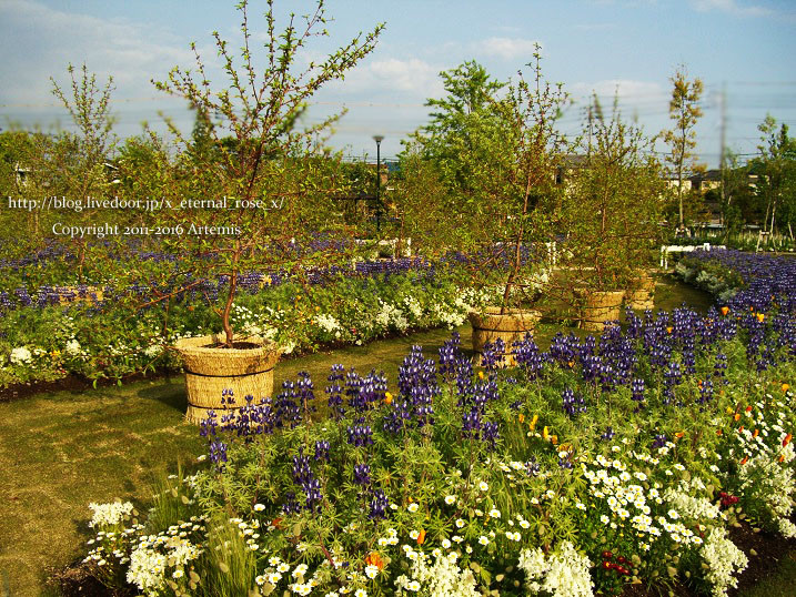 27 おかやま花だより  (64)