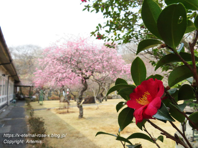 22.3.15 山麓窯  (28)