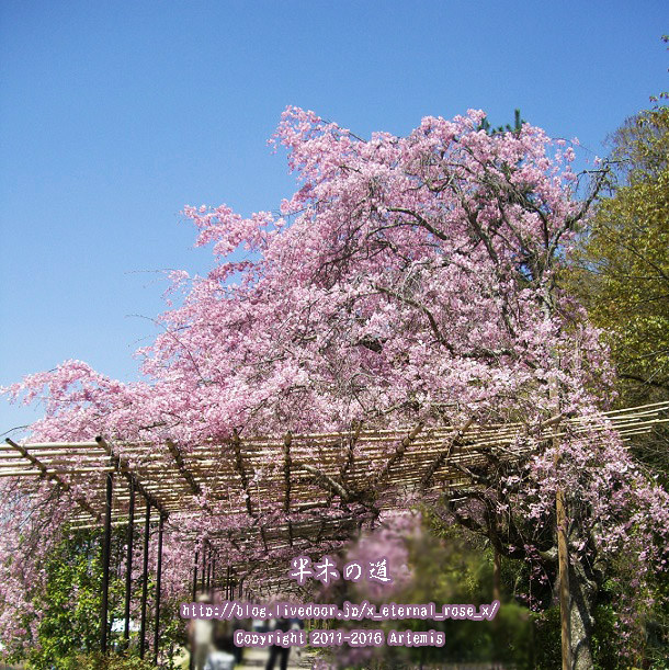 1 京都府立植物園 (7)