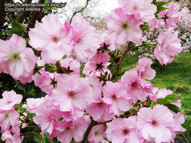 23.4.5 宗堂桜 (36)