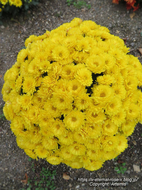 19.11.241 京都府立植物園 (192)