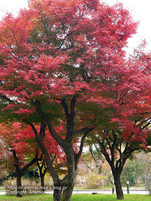 19.11.241 京都府立植物園 (203)
