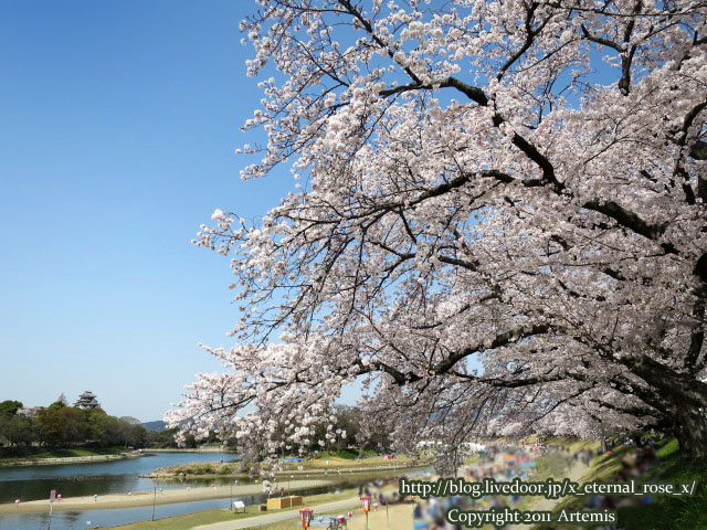 旭川さくらみち 旭川河川敷 岡山城 18 Eternal Rose エターナルローズ