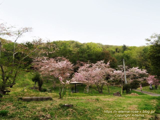 23.4.5 宗堂桜 (18)