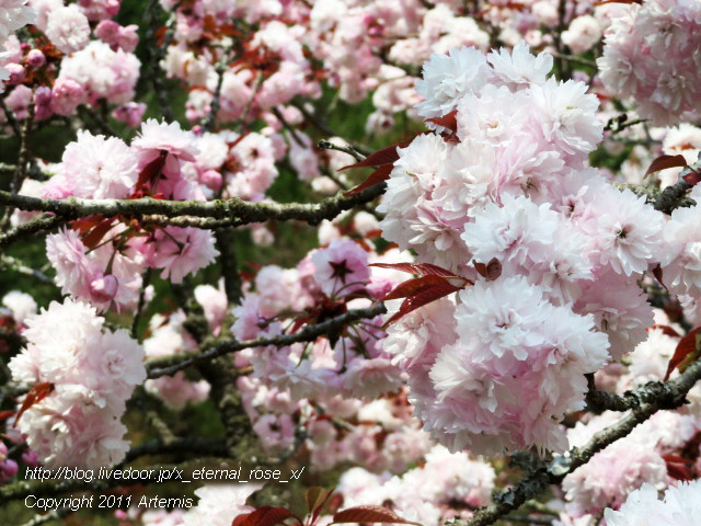 20.4.8 宗堂桜  (35)
