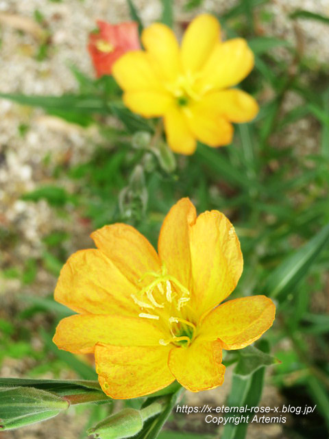19.5.18 夢二少年荘夢二生家 (6)