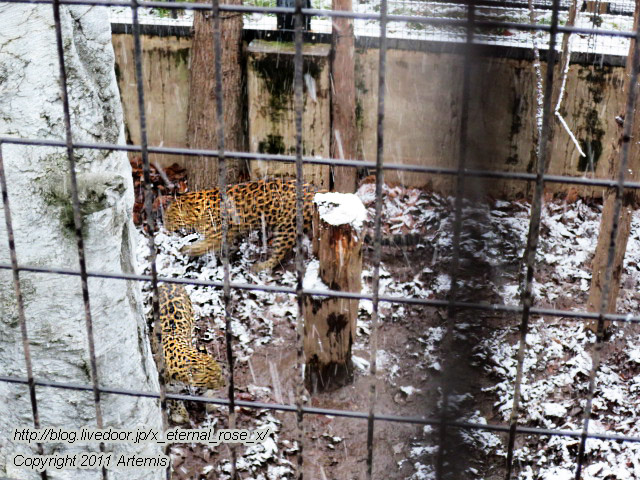 18.11.22.15 旭山動物園  (30)