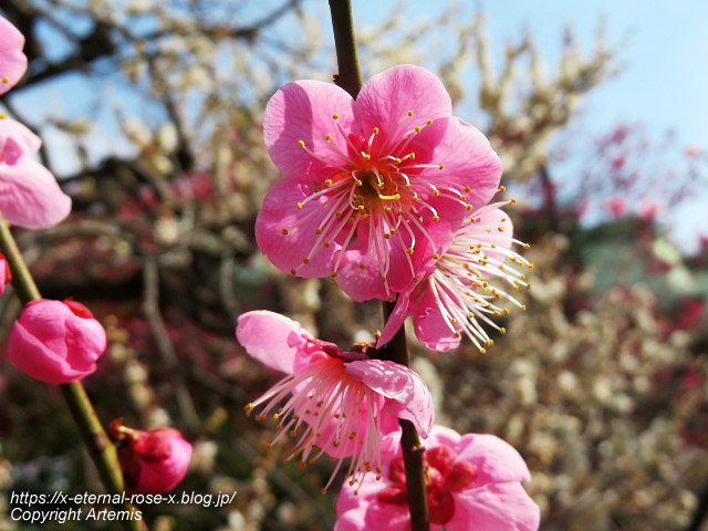 23.3.4.30 北野天満宮  (2)
