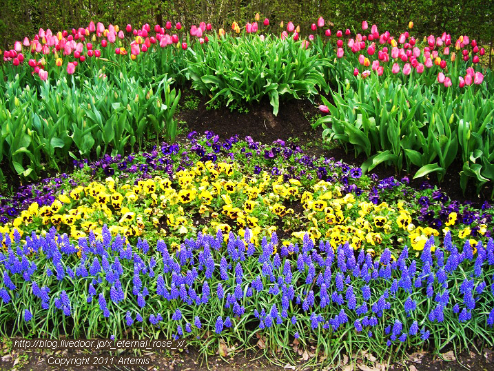 10.4.21 チューリップ四季彩館 (15)