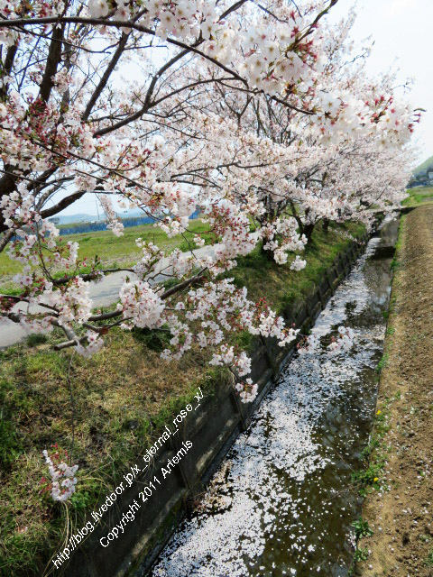 20.4.8.3 瀬戸町大内 桜  (7)