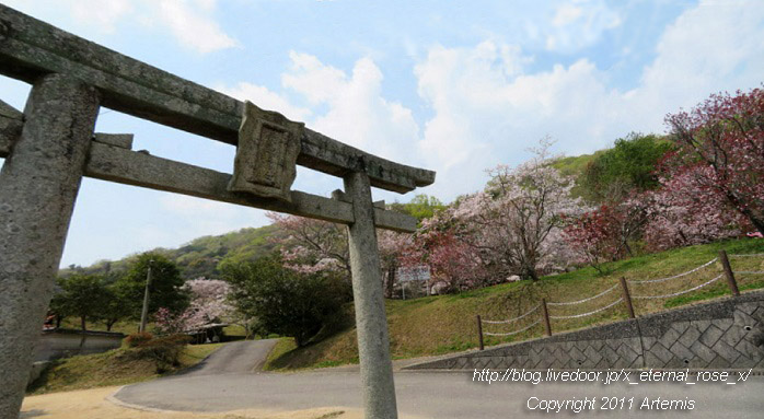 20.4.8.1 素盞嗚神社  宗堂桜 (9)