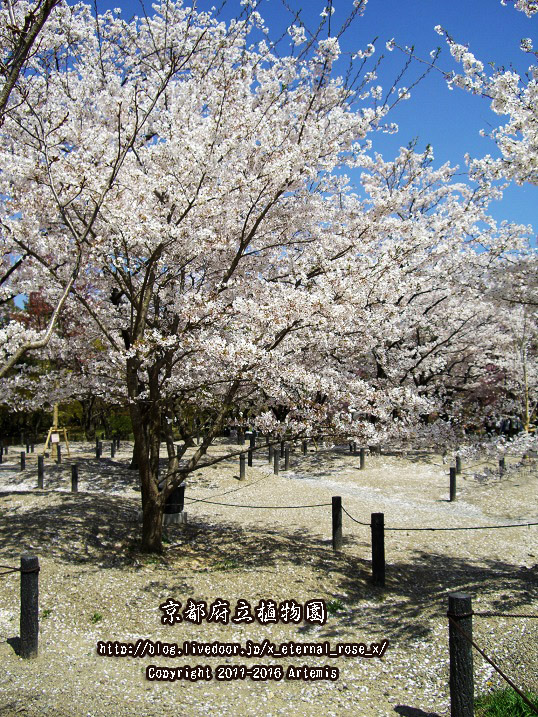 1 京都府立植物園 (25)