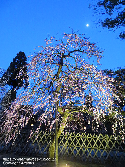 23.3.3. 北野天満宮 (8)