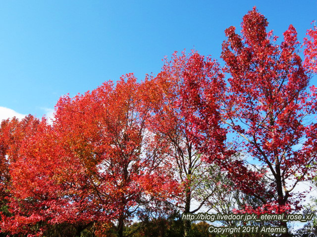 新オープン 隠れ屋ごはん 夜いち 夜いち 特製 海鮮丼 豚汁セット Eternal Rose エターナルローズ 新オープン 隠れ屋ごはん 夜いち 夜いち 特製 海鮮丼 豚汁セット Eternal Rose エターナルローズ