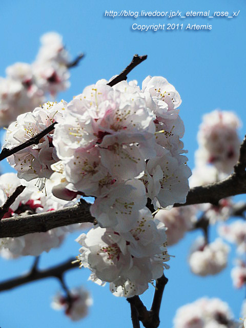20.3.19.4 京福電鉄嵐山駅 (16)