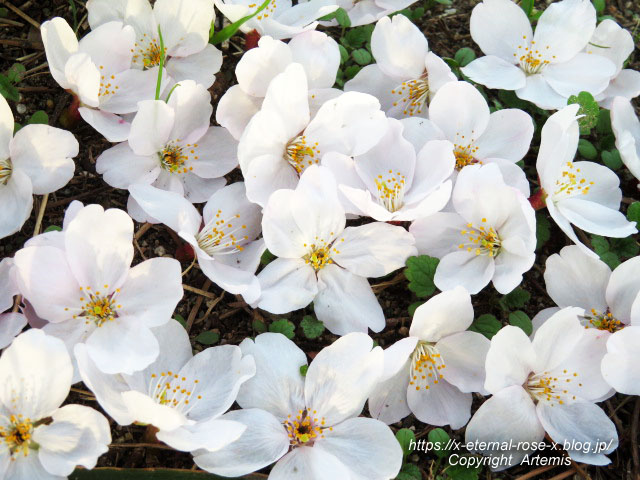 22.3.30.7 八条ケ池 長岡天満宮  (30)