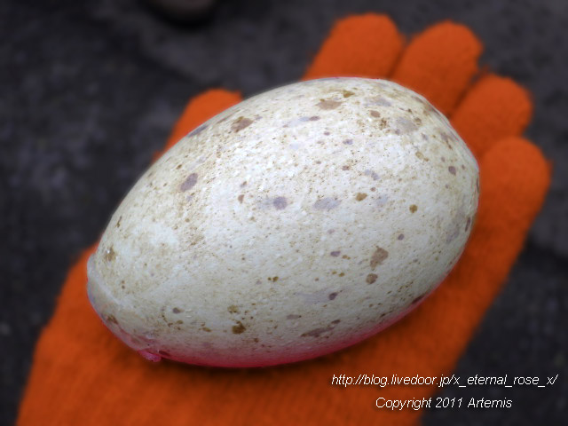 18.11.22.8 丹頂  (14)