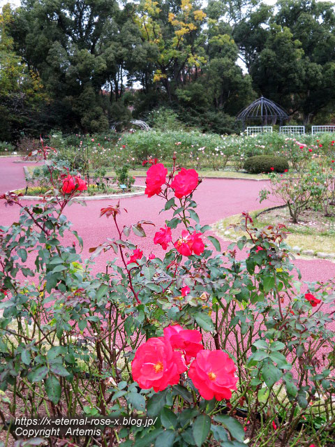 19.11.241 京都府立植物園  (127)