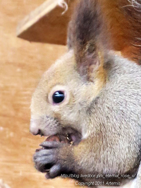 18.11.22.11 旭山動物園  (7)