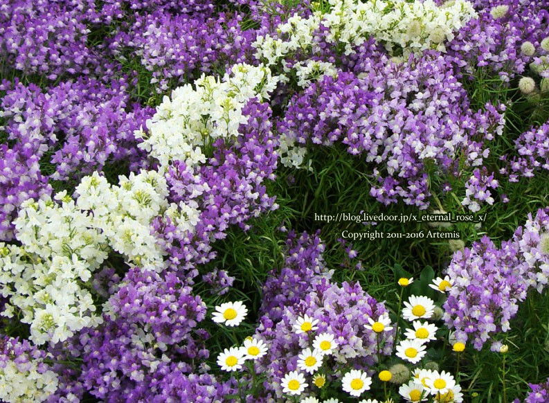 27 おかやま花だより  (12)