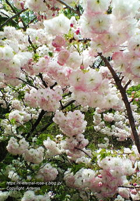 11.4.27 宗堂桜  (7)