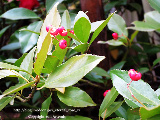 19.1.1.2 岡山城  (58)