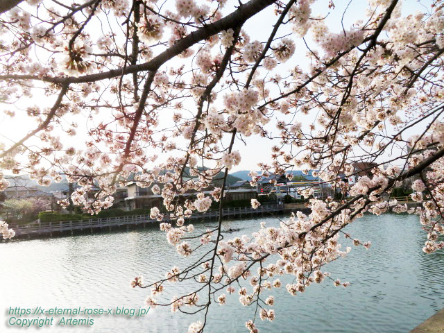 22.3.30.7 八条ケ池 長岡天満宮  (14)