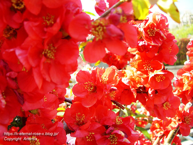 11.4.14.1 半田山植物園  (150)