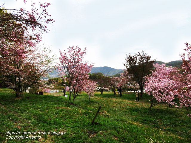 23.4.5 宗堂桜 (101)