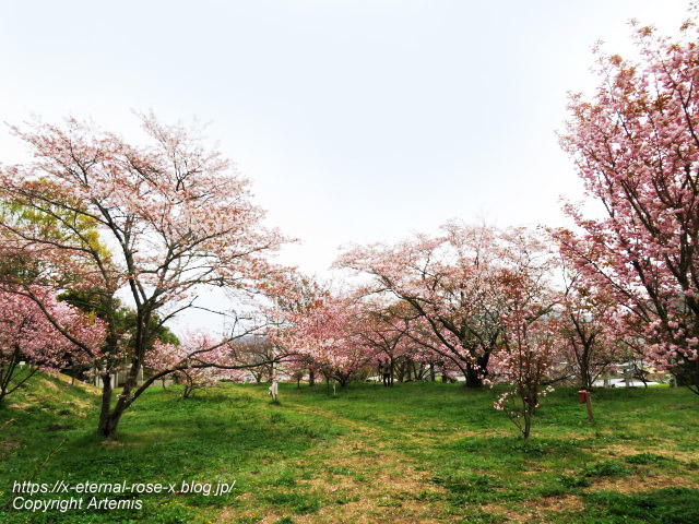 23.4.5 宗堂桜 (30)