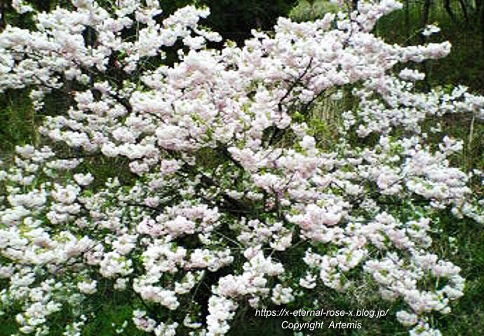 11.4.27 宗堂桜  (6)