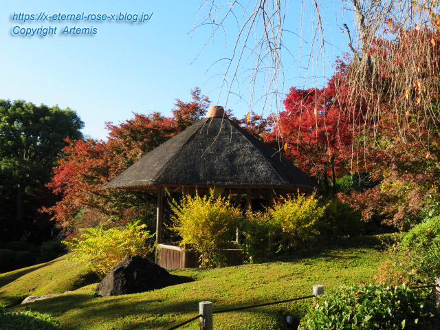 19.11.23.7 妙心寺 退蔵院  (53)