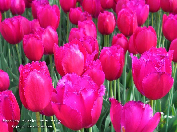 27 おかやま花だより  (65) - コピー