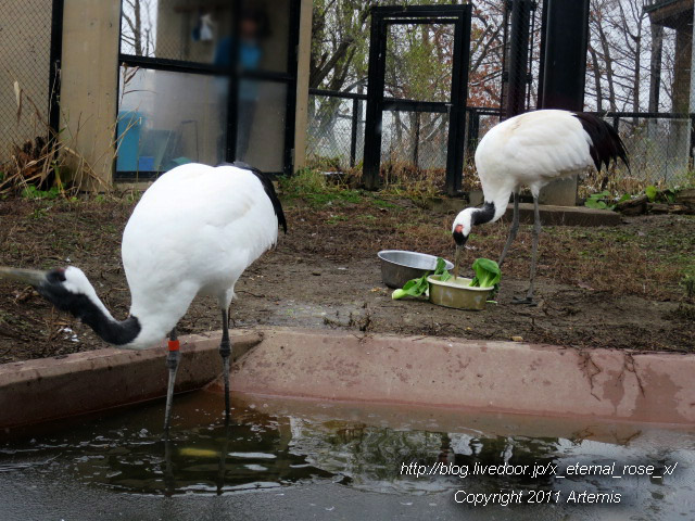 18.11.22.8 丹頂  (35)