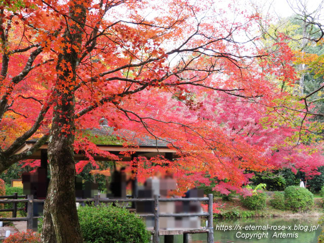 19.11.241 京都府立植物園 (52)