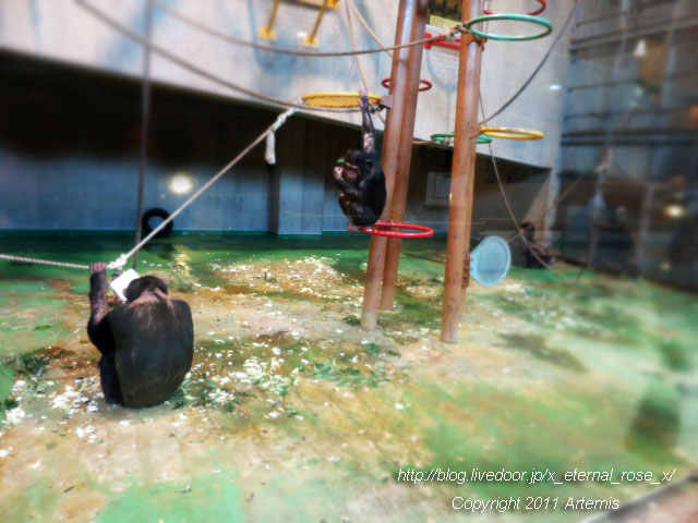 18.11.22.12 旭山動物園  (1)