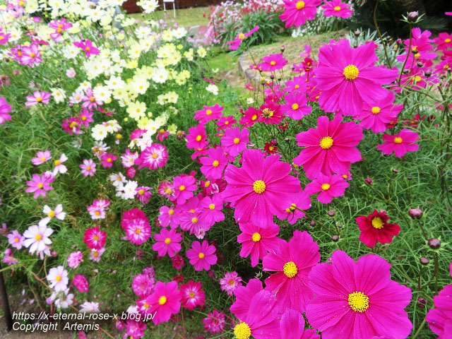 19.11.241 京都府立植物園  (113)