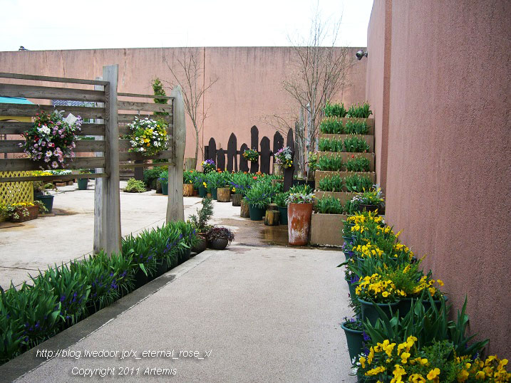 10.4.18 チューリップ四季彩館  (39)