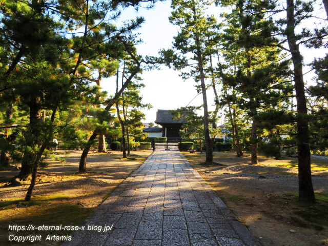 19.11.23.7 妙心寺 退蔵院  (98)