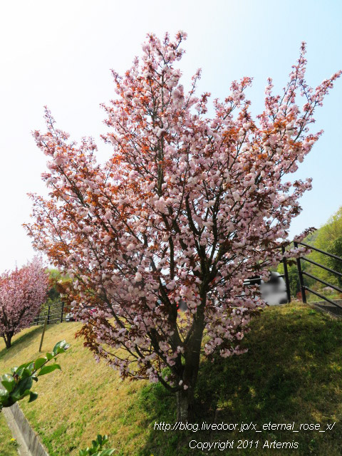 20.4.8 宗堂桜  (1)